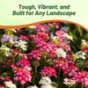 Outsidepride Mix Verbena Seeds for Planting - 1000 Pcs. Annual,