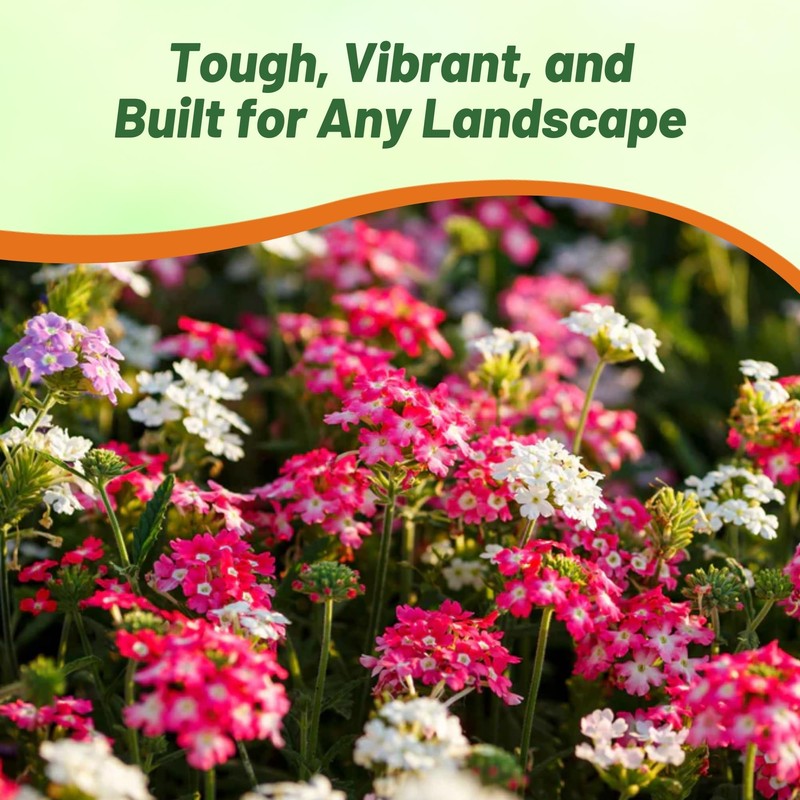 Outsidepride Mix Verbena Seeds for Planting - 1000 Pcs. Annual,