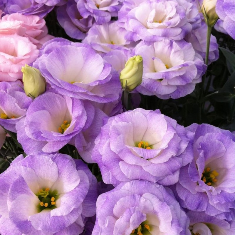 Lisianthus Flower Seeds for Planting - 200 Annual Lisianthus Non-GMO
