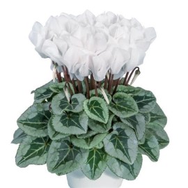 Cyclamen Seeds 15 Seeds Cyclamen Metalis White