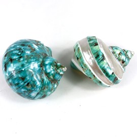 Heyiwell 2PC Jade Green Turbo & Jade Green Turbo Banded Shell,Hermit Crab Shell,Turbo Shells Hermit Crab Supplies for Decor 2.5"~ 3.5" Inch