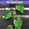 JVNZAM 12 Pcs Transparent Plant Stem Support, Reusable Invisible Plastic
