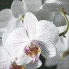 Paper + Design Serviettes Pack of 20 Orchid Blossom/Beautiful Orchid