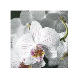 Paper + Design Serviettes Pack of 20 Orchid Blossom/Beautiful Orchid