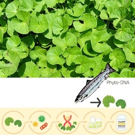 SIDMOOL Phyto PDRN Repair Cream 60ml