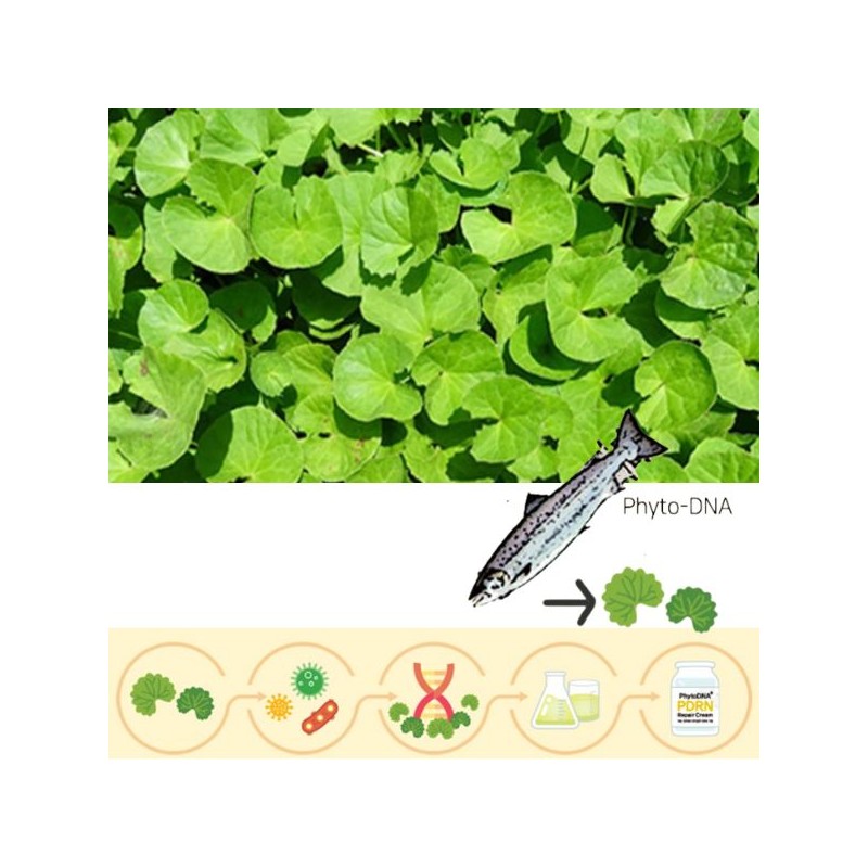 SIDMOOL Phyto PDRN Repair Cream 60ml