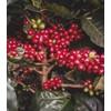 EL CHUPACABRA by Gustos Coffee | Puerto Rican & Colombian