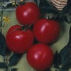 Tomato Garden Seeds - Arkansas Traveler - 0.25 Oz -
