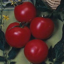 Tomato Garden Seeds - Arkansas Traveler - 0.25 Oz - Non-GMO, Heirloom Vegetable Gardening Seed