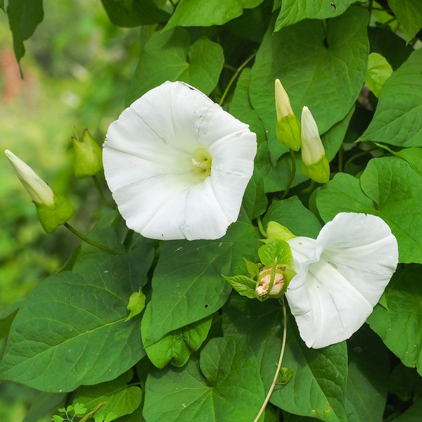 Outsidepride Ipomoea Tricolor Morning Glory Pearly Gates Vining, Climbing, Trailing Plants - 250 Seeds
