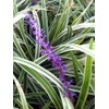 18 Pack - Liriope 'Variegated' Grass