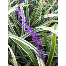 18 Pack - Liriope 'Variegated' Grass