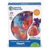Learning Resources Modelo Del Corazón 4d
