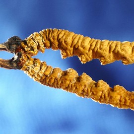 Cordyceps sinensis 100 % Dong Chong Xia Cao Cordyceps sinensis silvestre entero del Himalaya, Cordyceps sinensis 100 %, Cordyceps sinensis orgánico del Tíbet Cordyceps sinensis silvestre entero del Himalaya (12 Gramos)