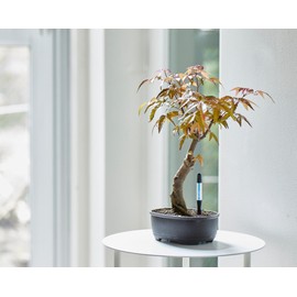 Sustee Aquameter - Pequeño - Negro - Paquete de 12 - Medidor de humedad del piso sin dejar en macetas - Sensor de agua vegetal - Recargable