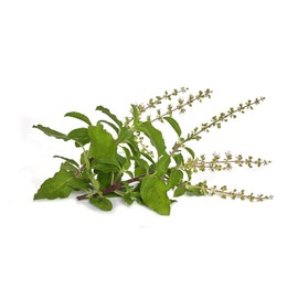 Holy Basil Tulsi Herbal Tea Ocimum tenuiflorum Premium Seed Packet