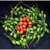 40 Semillas De Chile Piquin - Capsicum Annum Codigo 470