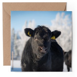 1 x Greeting Card - Black Aberdeen Angus Cow - Blank Birthday Celebration Anniversary #50267