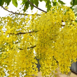 MySeeds.Co Cassia fistula (Golden Rain Tree) Tree Seeds, Spectacular Golden Flowers - 1 oz (~ 190 Seeds)