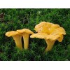 Chanterelle Mushroom Spores in Sawdust Bag Garden Grow Kit Makes