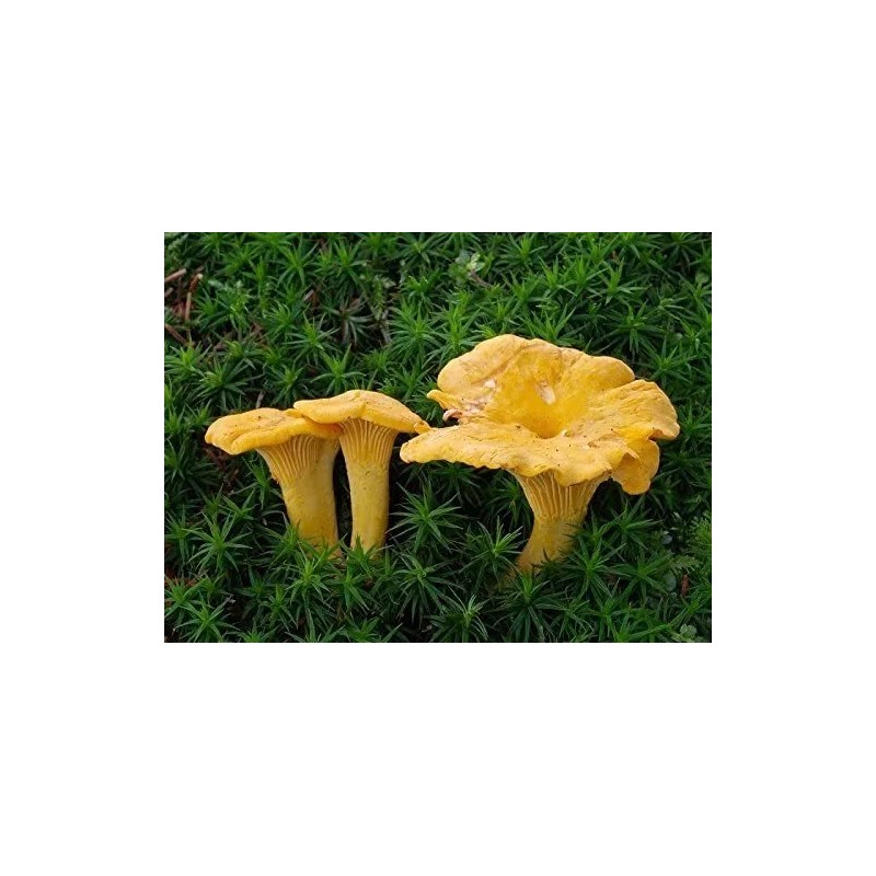 Chanterelle Mushroom Spores in Sawdust Bag Garden Grow Kit Makes