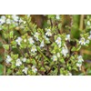 Eyebright Herb (Euphrasia L) - Health Embassy (50g)