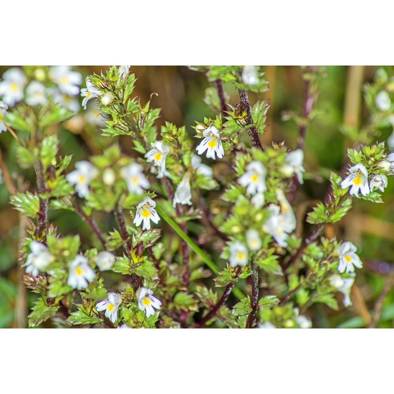 Eyebright Herb (Euphrasia L) - Health Embassy (50g)