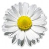 Daisy Flower Vinyl Sticker - Car Phone Helmet - Select Size