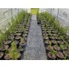 Simple Tree Fast Draining Mix, Indoor Outdoor, Organic, Soil-less, Peat-Free,