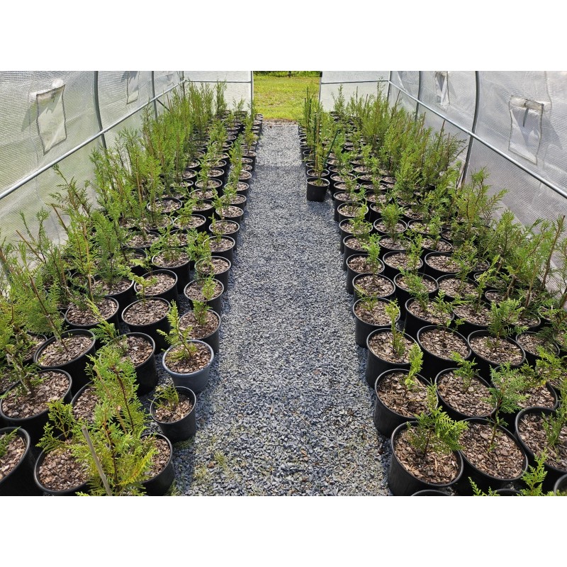Simple Tree Fast Draining Mix, Indoor Outdoor, Organic, Soil-less, Peat-Free,