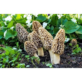 Morello Morel Mushroom Large Sawdust Grow Kit - 100 Grams (Pack of 1) - Easy to Cultivate Prized Mushrooms at Home 25 Gallon