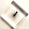 37mm Real Weaver Ant in Crystal Clear Lucite Resin Specimen