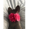 PET SHOW Dog Charms Flower Collar Accessories For Cat Puppy