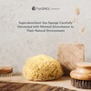 Hydrea London Natural Sea Sponge 4 - 4.5"- Premium Mediterranean