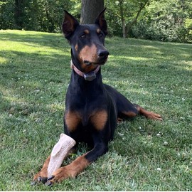 Perfect Pet Chews Elk Antler Dog Chew - Grade A, All Natural, Organic, and Long Lasting Treats - Made from Naturally Shed Antlers in The USA - Mega Treat - 5-Count