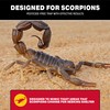 Catchmaster Scorpion Glue Tray Traps 6-Pack, Adhesive Scorpion Killer for