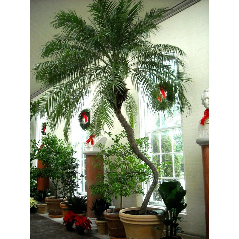 Phoenix Roebelenii Palm | Extra Large Trade 3 Gallon Plant