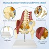 JNMFTD Human Lumbar Spine Bone Model, Female Pelvis Model 1:1