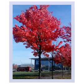 Medog 11x14 inch Picture Frame Black for Certificate Poster and Photo,Document Certificate Frames,Gallery Collage Photo Frame,Off-White