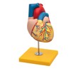 Elementary Anatomy Budget 2 Piece Human Heart Anatomy Model with