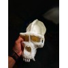 Gorilla Skull Replica (1:1 Scale Male Silverback)