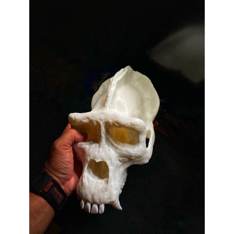 Gorilla Skull Replica (1:1 Scale Male Silverback)