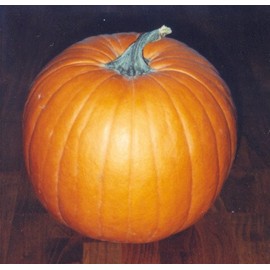 Pumpkin Jack'o Lantern Great Heirloom Vegetable by Seed Kingdom 25 Seeds