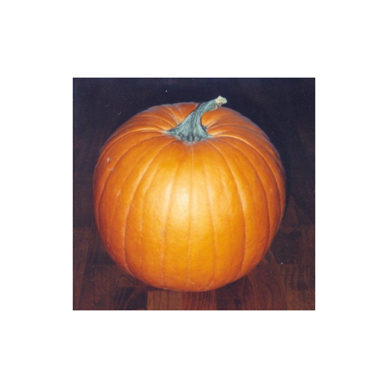 Pumpkin Jack'o Lantern Great Heirloom Vegetable by Seed Kingdom 25