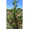 Plant Good Seed Ashwagandha Seeds, Certified Organic - Indian Ginseng