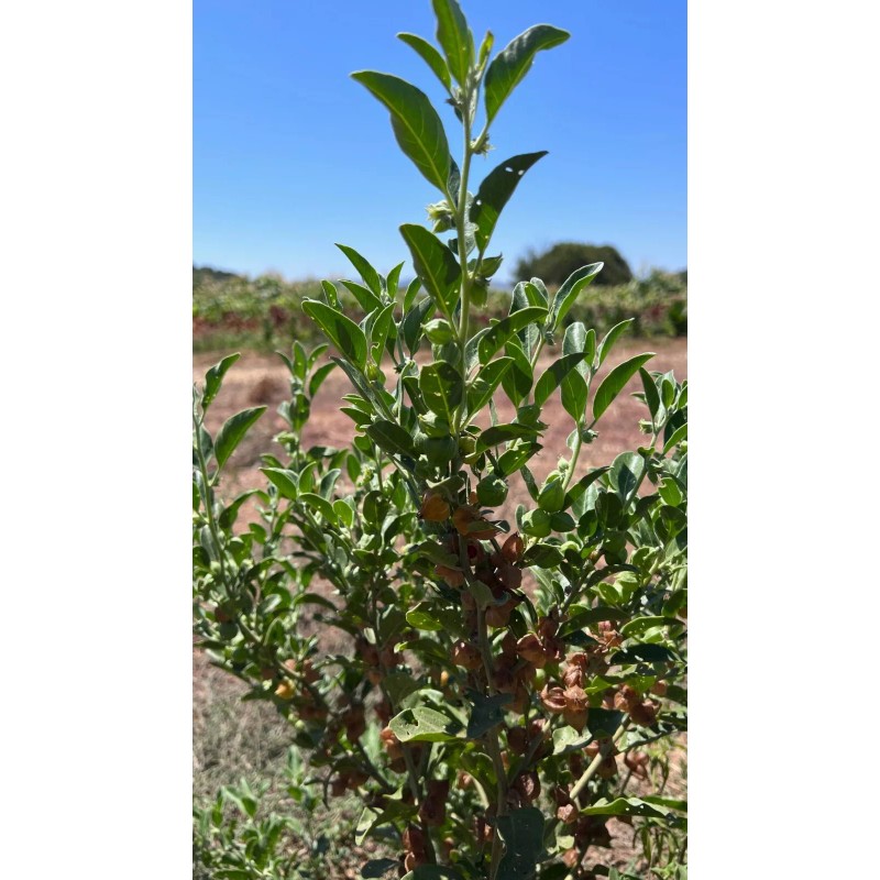 Plant Good Seed Ashwagandha Seeds, Certified Organic - Indian Ginseng