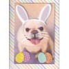 PAPYRUS EASTER CARD NIP (MRP $6.95) DOG W/BUNNY EARS CARD