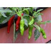 Sunshine Seeds Japanese Shishito Pepper seeds (20) / ORGANIC /