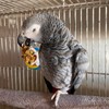 Small Joys Birdie Bread Mix for Parrots, Momma Bird's Cafe