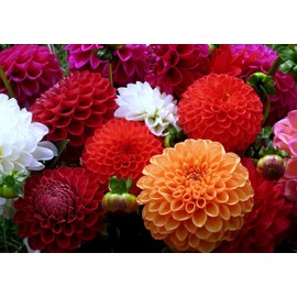 CEMEHA SEEDS - Seeds Dahlia Ball Pompon Mix Annual Flowers for Planting